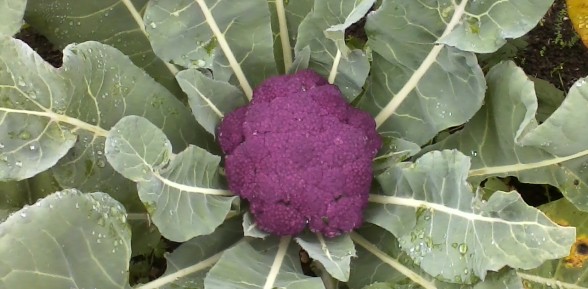 Arrival of Purple Cauliflower!