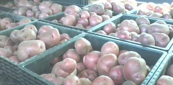 Bodega Red Potato Harvest
